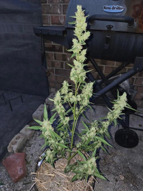 Wurlz F1-Zamnesia. Week 10