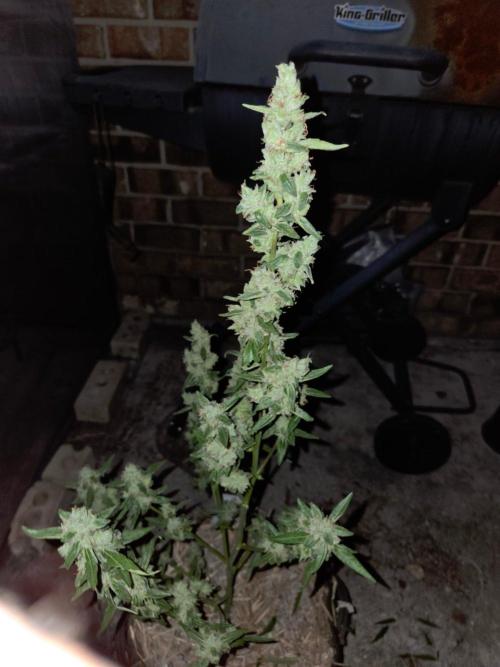 Wurlz F1-Zamnesia. Week 10