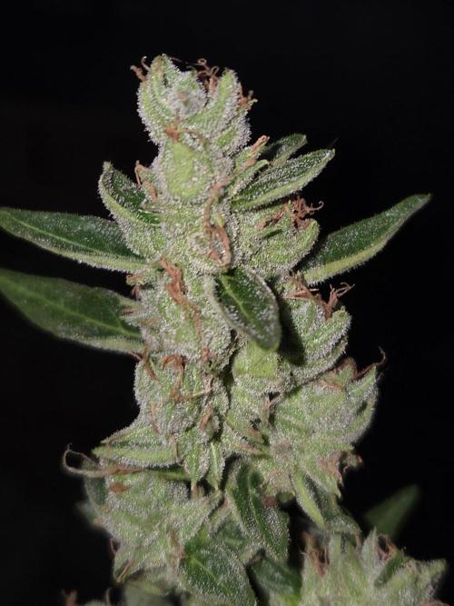 Wurlz F1-Zamnesia. Week 10