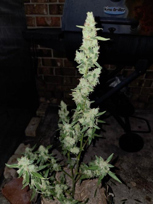 Wurlz F1-Zamnesia. Week 10