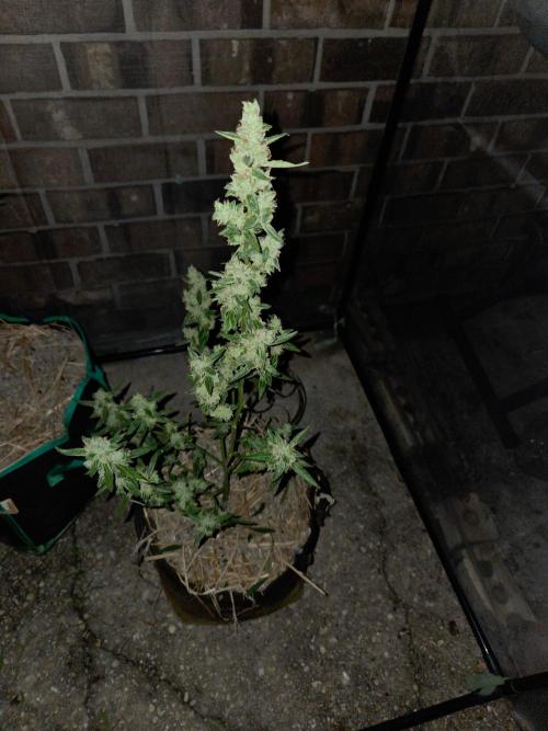 Wurlz F1-Zamnesia. Week 10