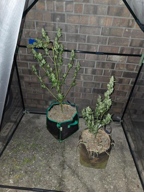 Wurlz F1-Zamnesia. Week 10