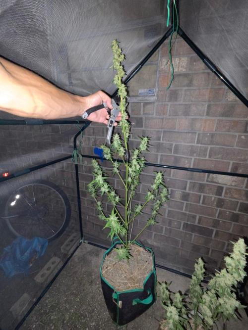 Wurlz F1-Zamnesia. Week 10