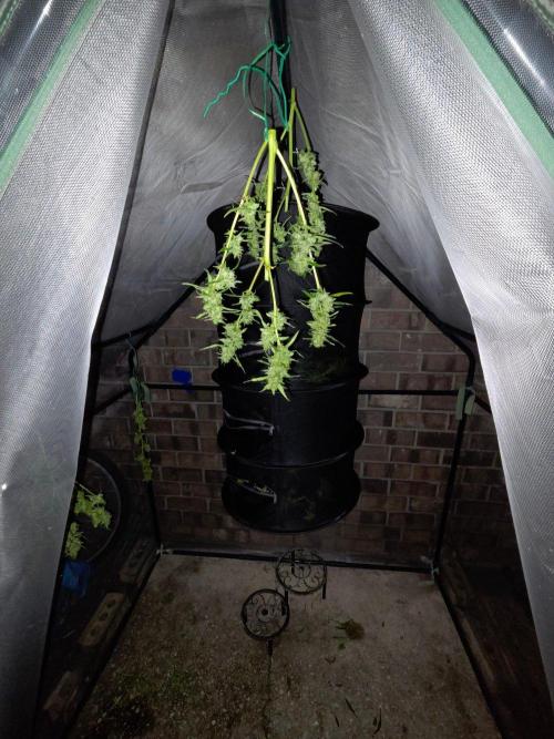 Wurlz F1-Zamnesia. Week 10