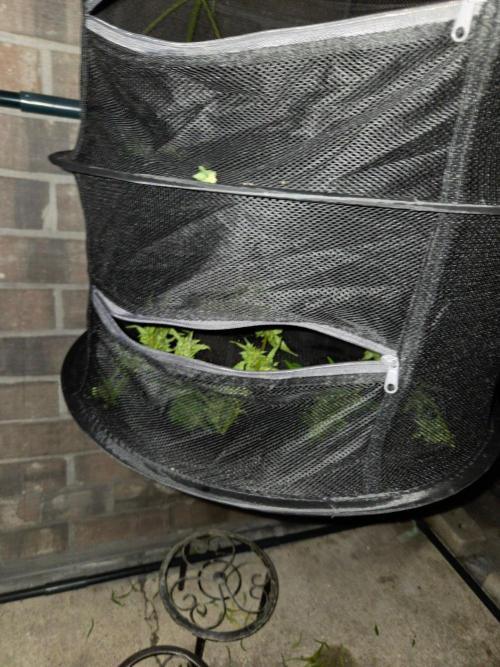 Wurlz F1-Zamnesia. Week 10