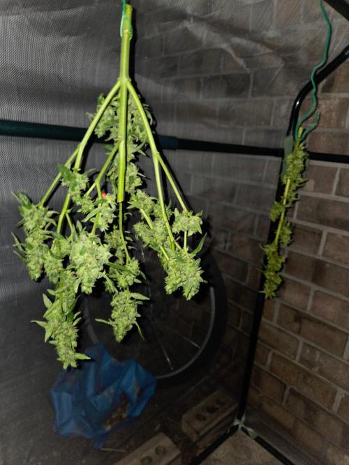 Wurlz F1-Zamnesia. Week 10