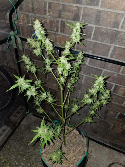 Banana Frost-Fastbuds. Week 10