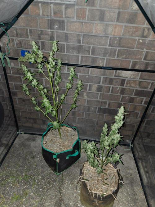 Banana Frost-Fastbuds. Week 10