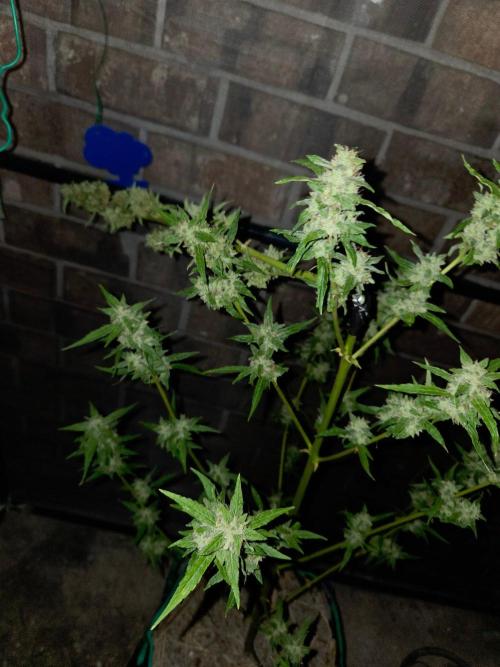 Banana Frost-Fastbuds. Week 10