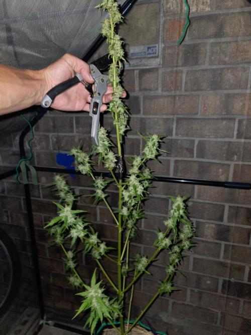 Banana Frost-Fastbuds. Week 10