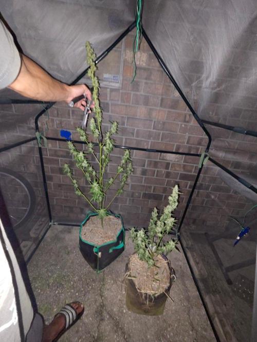 Banana Frost-Fastbuds. Week 10