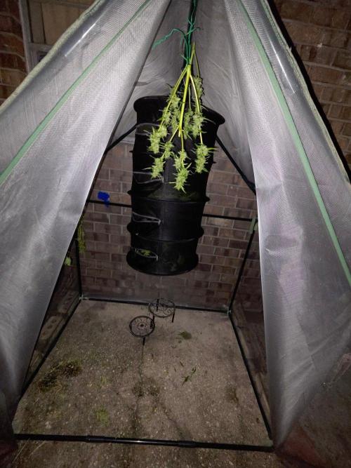 Banana Frost-Fastbuds. Week 10
