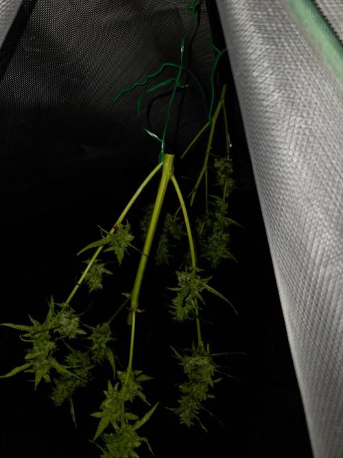 Banana Frost-Fastbuds. Week 10
