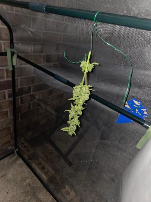 Banana Frost-Fastbuds. Week 10