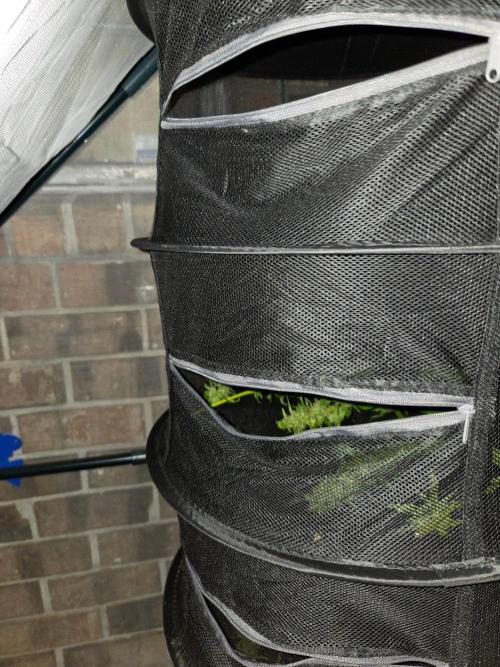 Banana Frost-Fastbuds. Week 10