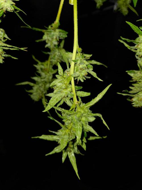 Banana Frost-Fastbuds. Week 10