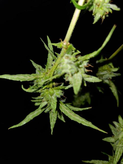 Banana Frost-Fastbuds. Week 10