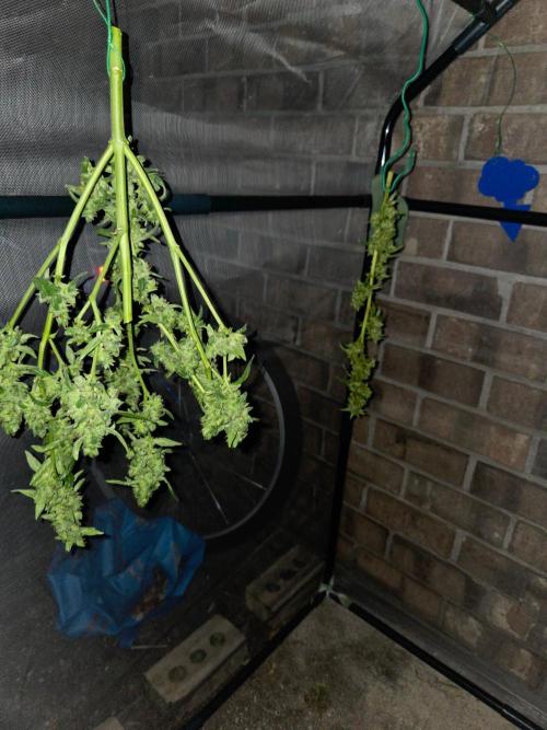 Banana Frost-Fastbuds. Week 10