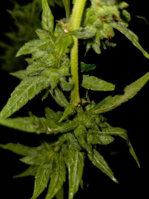Banana Frost-Fastbuds. Week 10