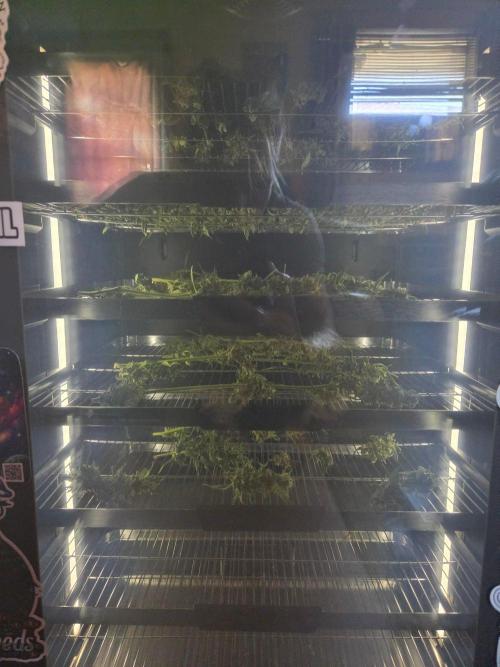 Banana Frost-Fastbuds. Week 10