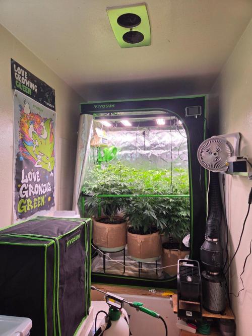 Zkittles X Chama!-Ethos. Week 10