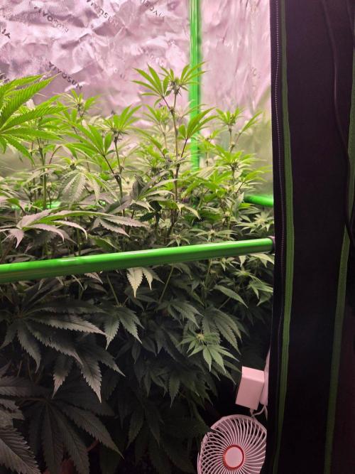 Zkittles X Chama!-Ethos. Week 10