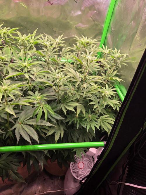 Zkittles X Chama!-Ethos. Week 10