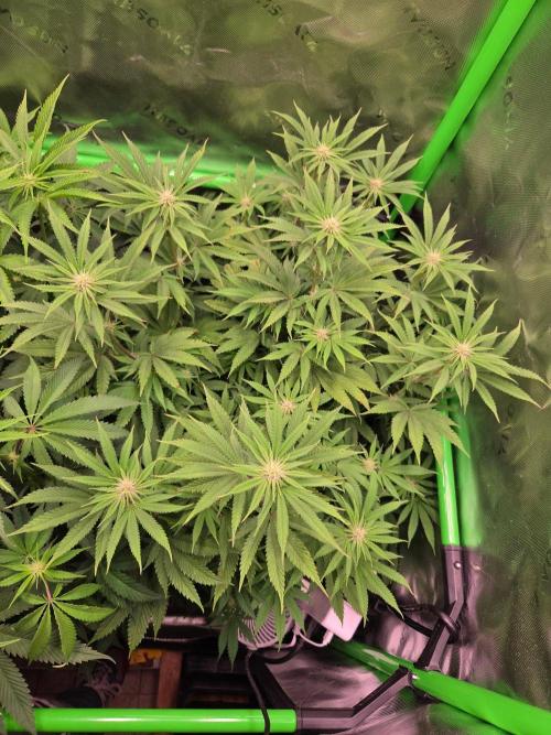 Zkittles X Chama!-Ethos. Week 10