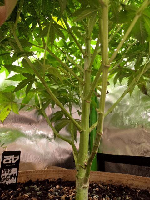 Zkittles X Chama!-Ethos. Week 10