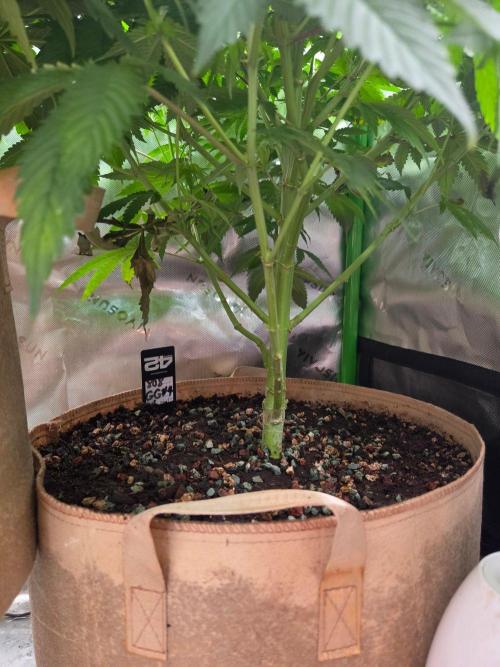 Zkittles X Chama!-Ethos. Week 10