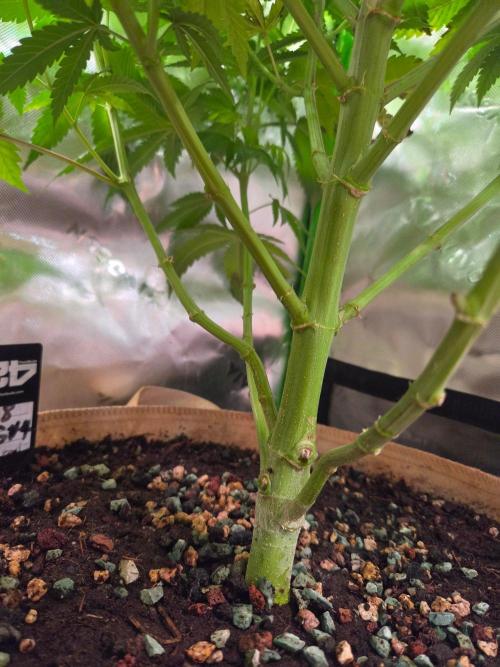 Zkittles X Chama!-Ethos. Week 10