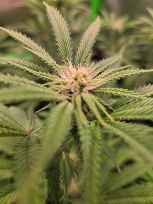 Zkittles X Chama!-Ethos. Week 10