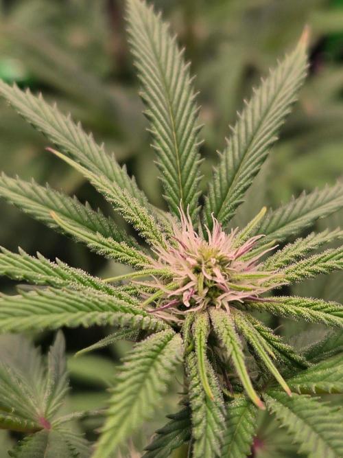 Zkittles X Chama!-Ethos. Week 10