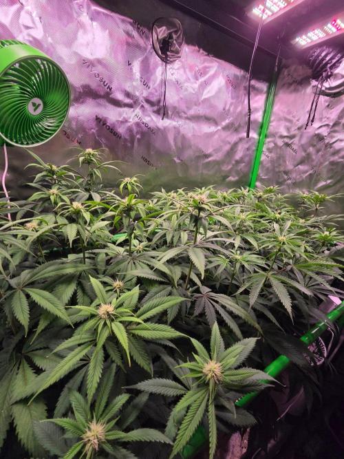 Zkittles X Chama!-Ethos. Week 10