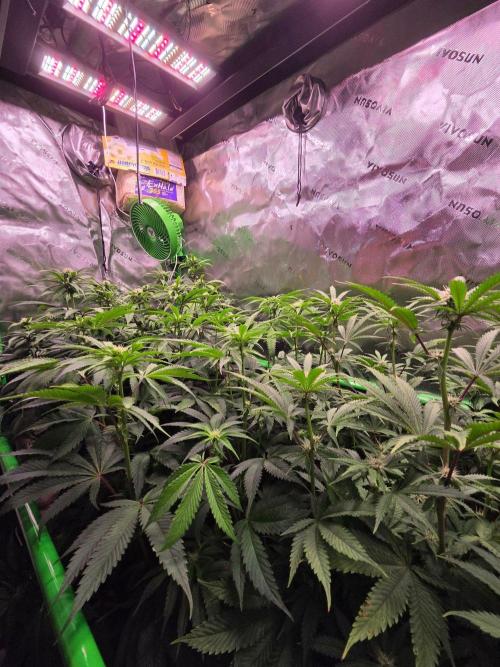 Zkittles X Chama!-Ethos. Week 10