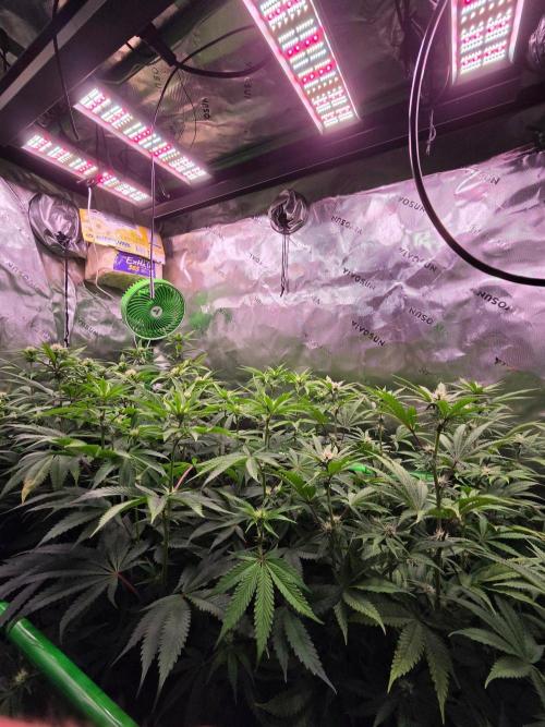 Zkittles X Chama!-Ethos. Week 10