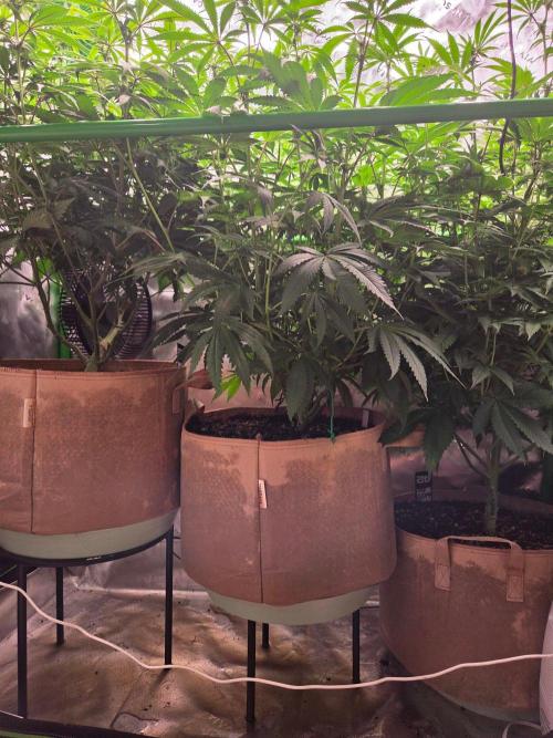 Gorilla Cookies FF-Fastbuds. Week 10