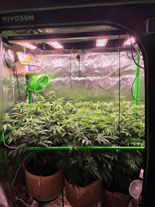 Gorilla Cookies FF-Fastbuds. Week 10