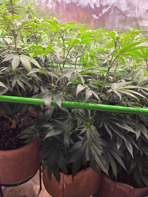 Gorilla Cookies FF-Fastbuds. Week 10