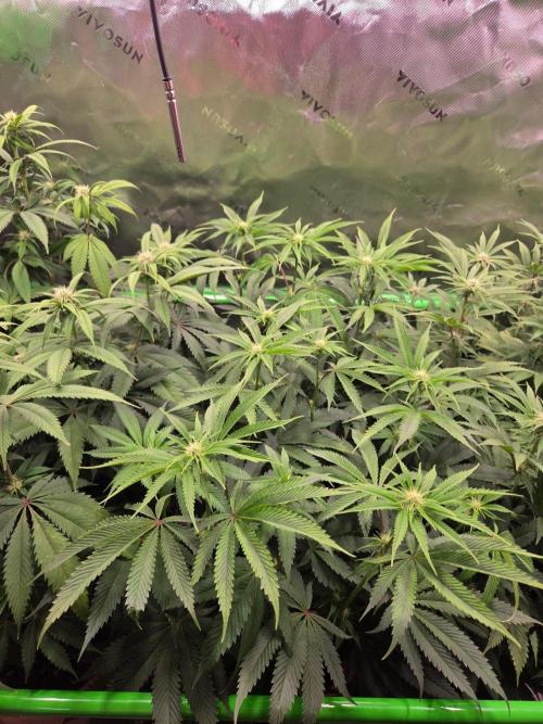 Gorilla Cookies FF-Fastbuds. Week 10