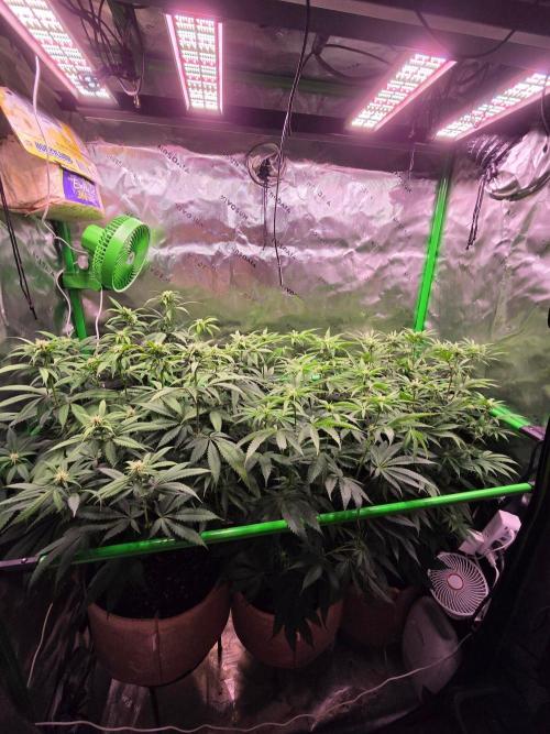 Gorilla Cookies FF-Fastbuds. Week 10