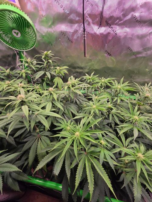 Gorilla Cookies FF-Fastbuds. Week 10