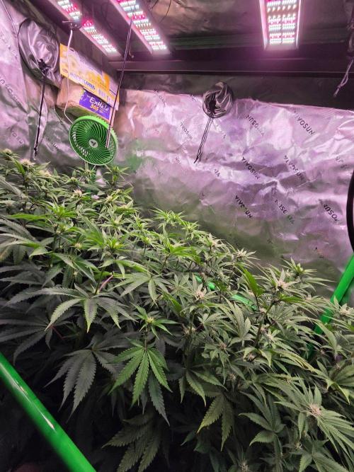 Gorilla Cookies FF-Fastbuds. Week 10