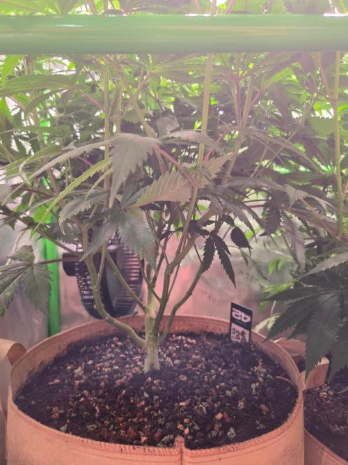 Sour G R1-Ethos. Week 10