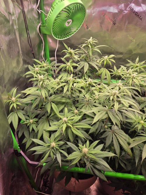 Sour G R1-Ethos. Week 10