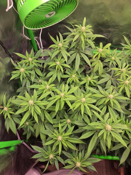Sour G R1-Ethos. Week 10