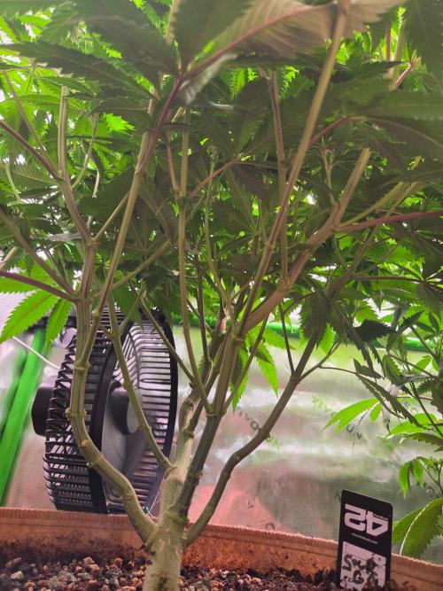 Sour G R1-Ethos. Week 10