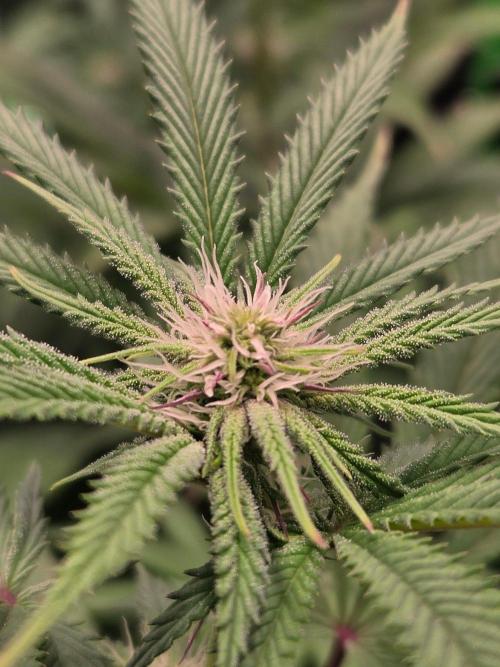 Sour G R1-Ethos. Week 10