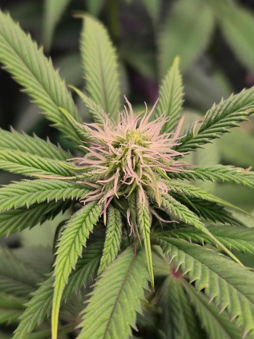 Sour G R1-Ethos. Week 10