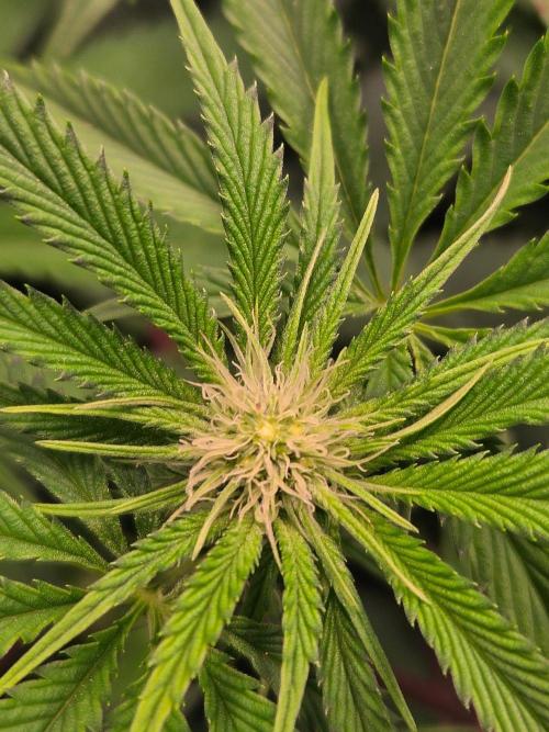 Sour G R1-Ethos. Week 10
